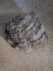 pudelwohl räuchern schwamm