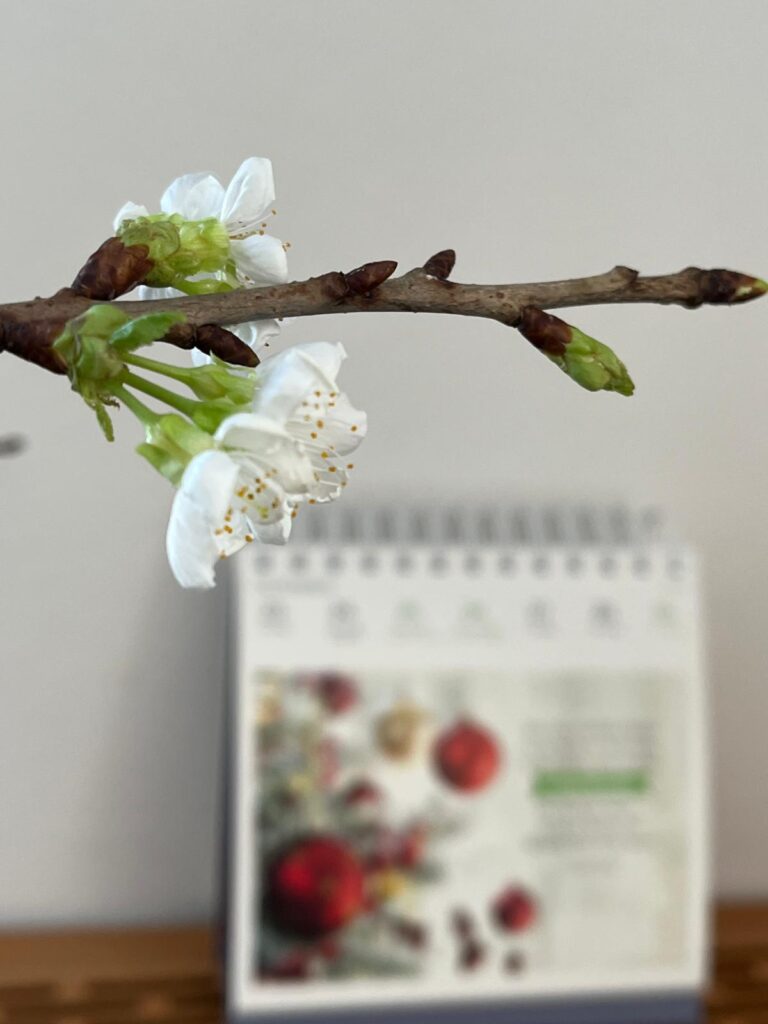 pudelwohl punktlandung weihnachten